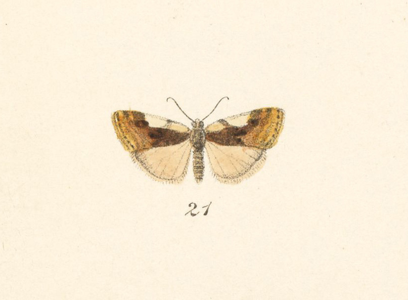 Spragueia valena