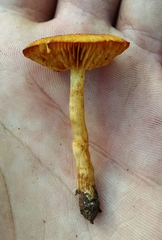 Gymnopilus thiersii