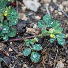 Medicago orbicularis