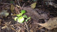 Melicytus ramiflorus