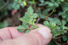 Medicago orbicularis