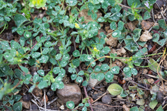Medicago orbicularis