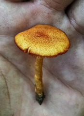 Gymnopilus thiersii