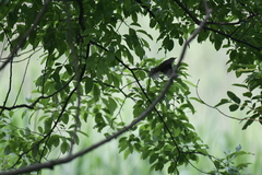 Phylloscopus coronatus