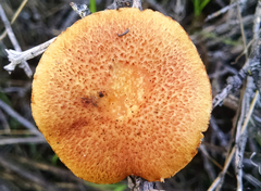 Gymnopilus thiersii