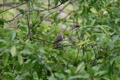 Phylloscopus coronatus