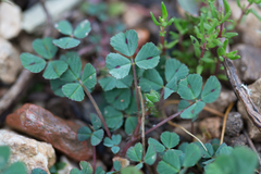 Medicago orbicularis