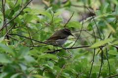 Phylloscopus coronatus