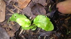 Melicytus ramiflorus