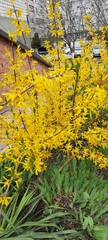 Forsythia