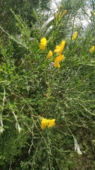 Genista maderensis