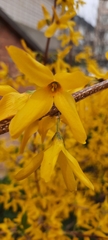 Forsythia