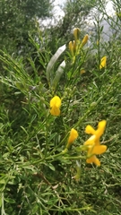 Genista maderensis
