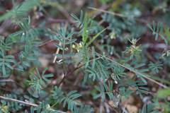 Hippocrepis ciliata