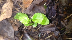 Melicytus ramiflorus