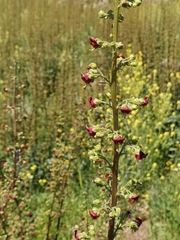 Scrophularia rubricaulis