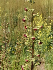 Scrophularia rubricaulis