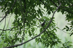 Phylloscopus coronatus