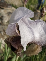 Iris hermona