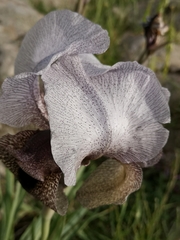 Iris hermona