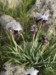 Iris hermona