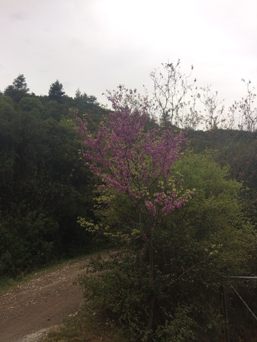 Cercis siliquastrum iNat (1)