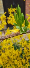 Forsythia