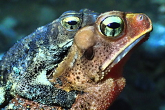 Ingerophrynus celebensis