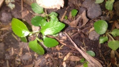 Melicytus ramiflorus