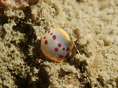 Goniobranchus tumuliferus