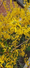 Forsythia