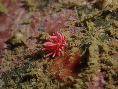 Okenia hiroi