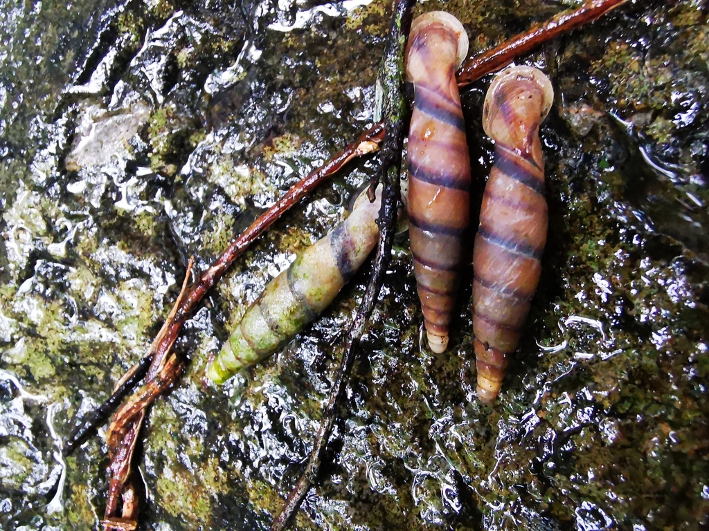 Garnieriinae