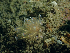 Phyllodesmium opalescens