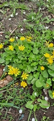 Ficaria verna