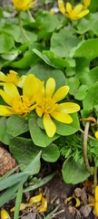 Ficaria verna