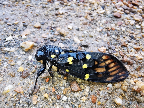 Speckled Black Cicada