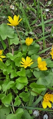Ficaria verna