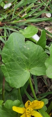 Ficaria verna