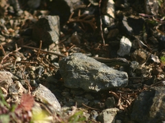 Ophisops elegans macrodactylus