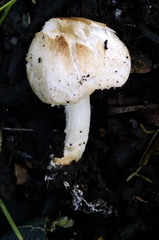 Lepiota erminea
