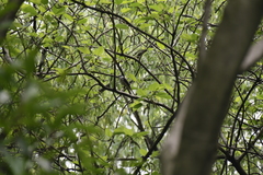 Pericrocotus cantonensis