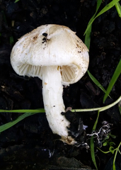 Lepiota erminea