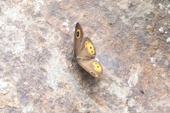 Ypthima aphnius