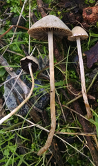 Psathyrella prona