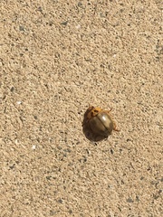 Harmonia antipoda
