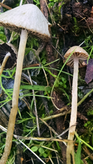Psathyrella prona