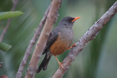 Turdus abyssinicus