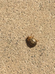Harmonia antipoda