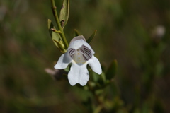 Prostanthera striatiflora